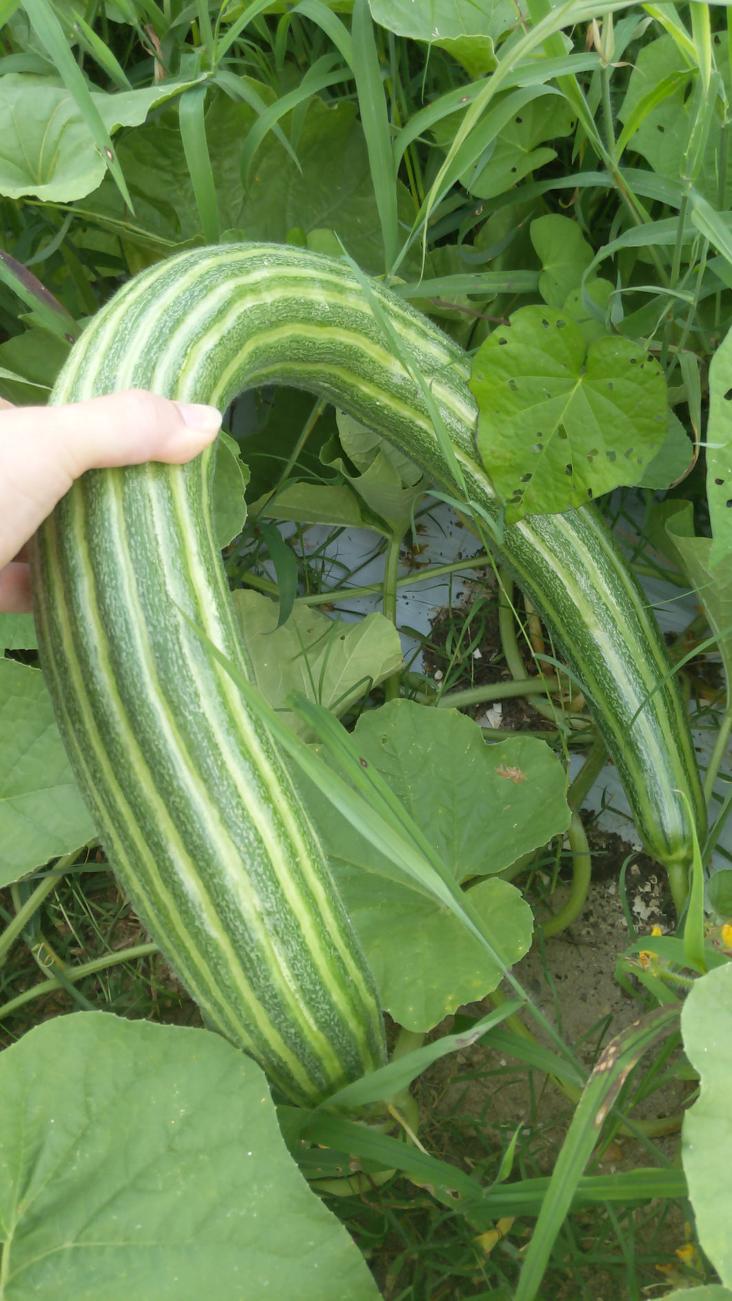 Cucumbers