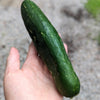 Standard cucumbers