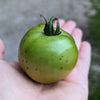 Green tomatoes for frying (pint)