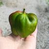 Green bell (2 small)