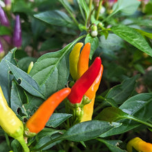 Load image into Gallery viewer, Hot peppers
