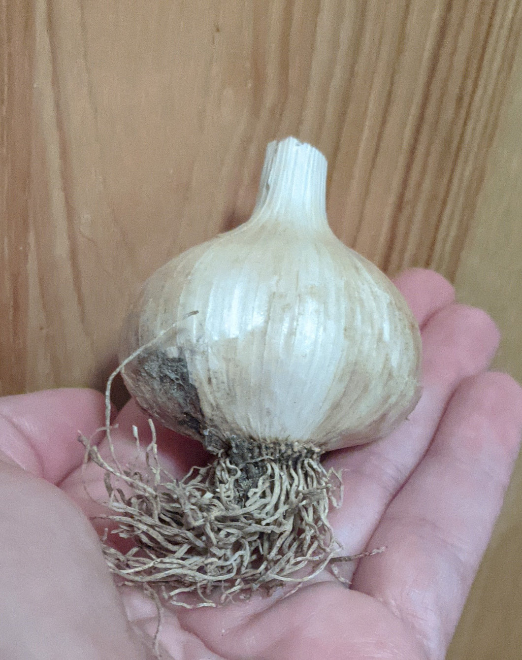 Garlic/onions