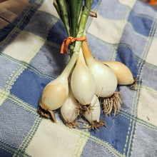 Load image into Gallery viewer, Garlic/onions
