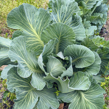 Load image into Gallery viewer, Greens/cabbage/collards
