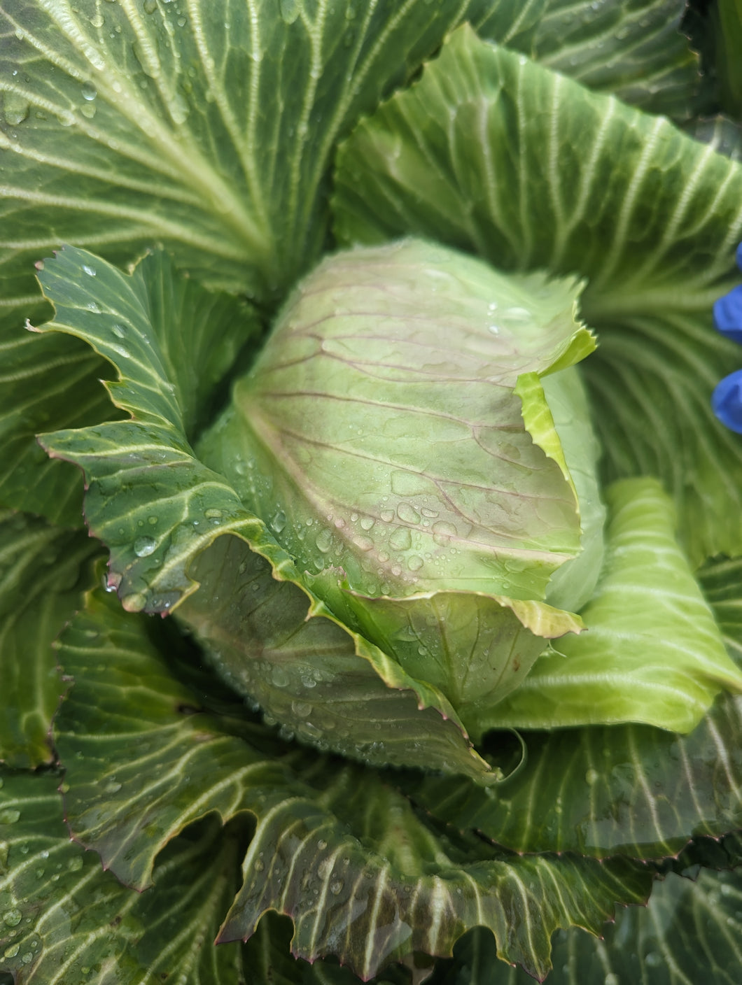 Greens/cabbage/collards